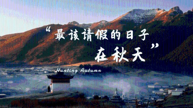 寻找萌宠松鼠